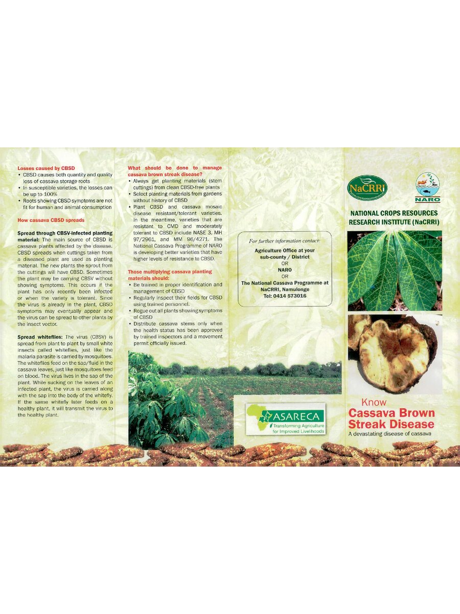 First page of Cassava Brown Streak Disease