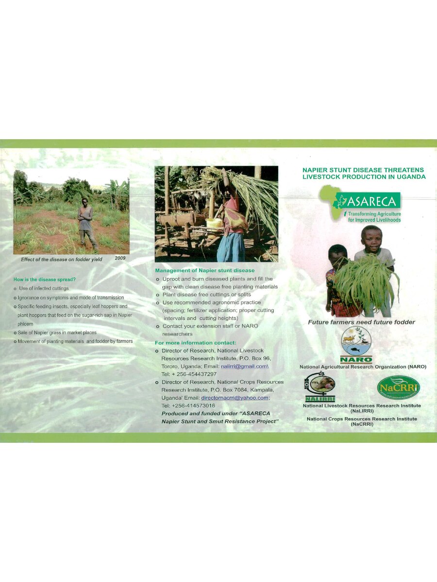 First page of Napier Stunt Disease Threatens Livestock Production in Uganda