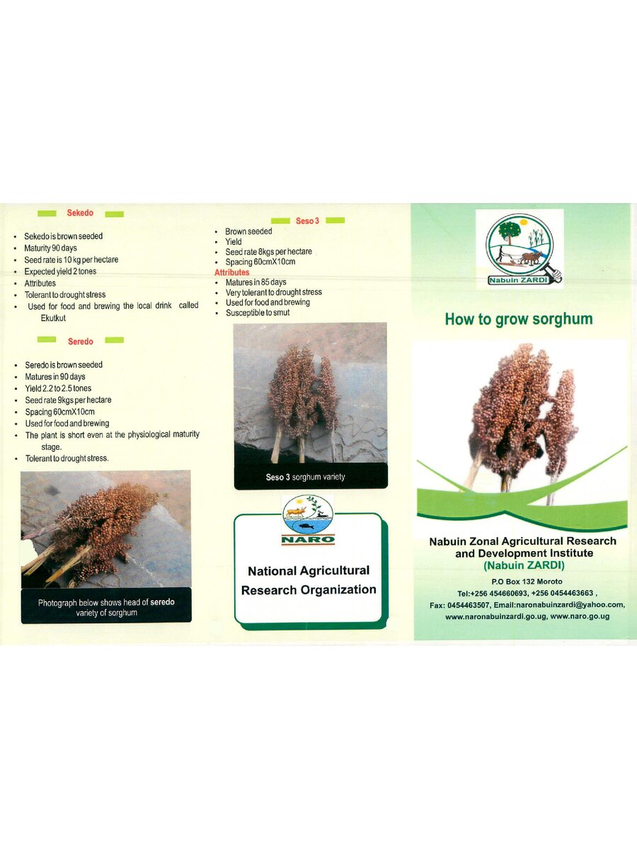 First page of How to Grow Sorghum