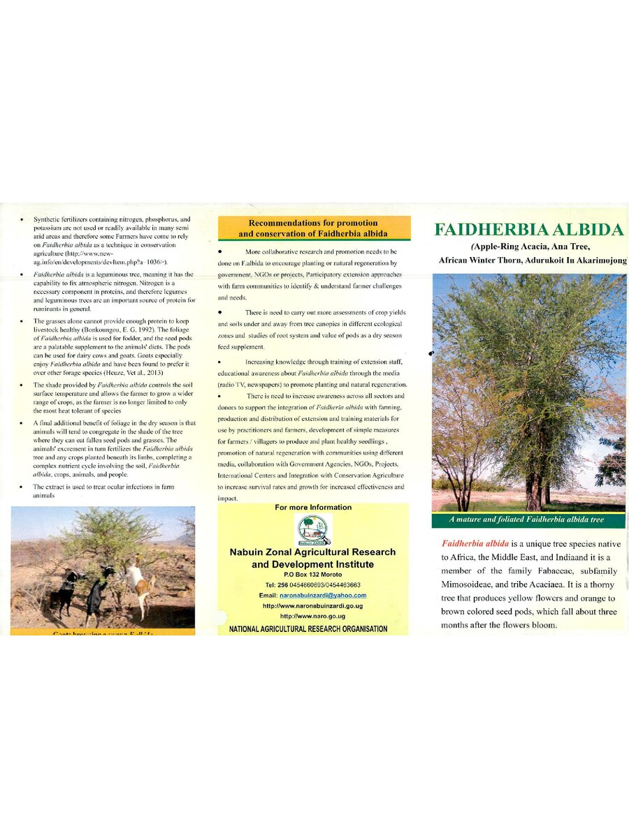 First page of Faidherbia Albida