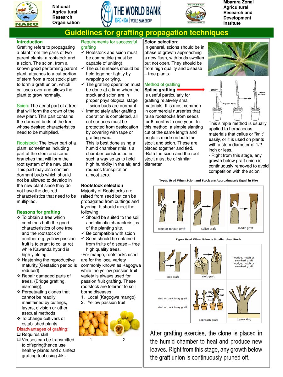 First page of Guidelines for Grafting Propagation Techniques