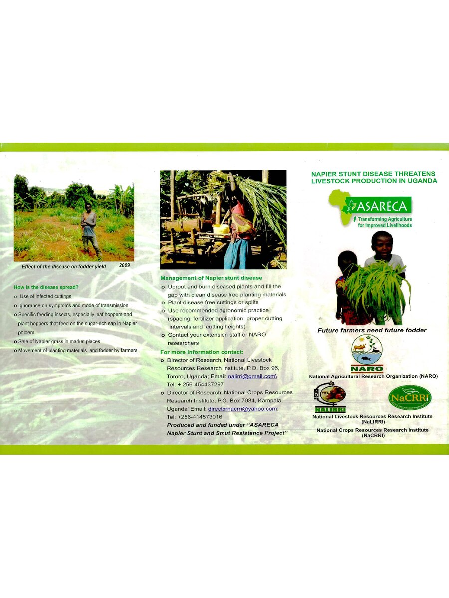 First page of Napier Stunt Disease Threatens Livestock Production in Uganda