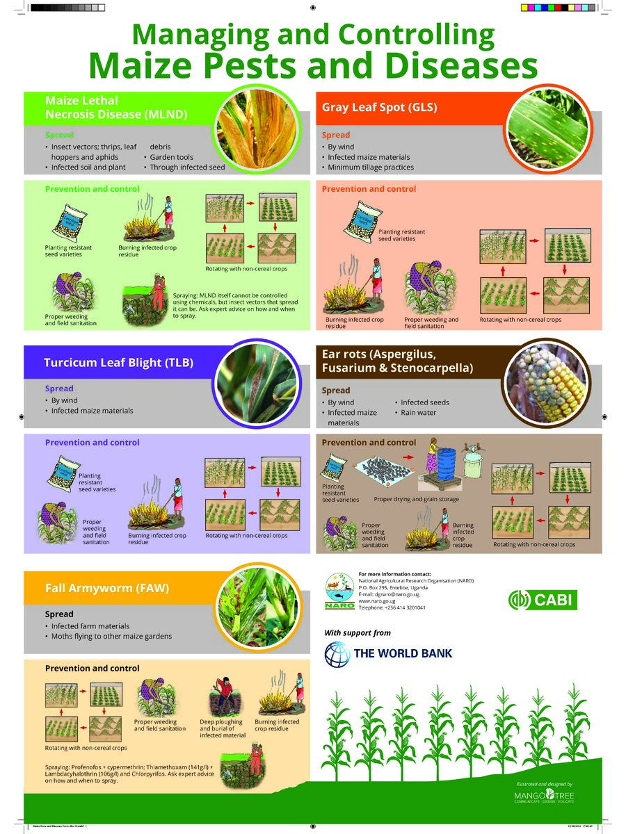 First page of Managing and Controlling Maize, Pests and Diseases