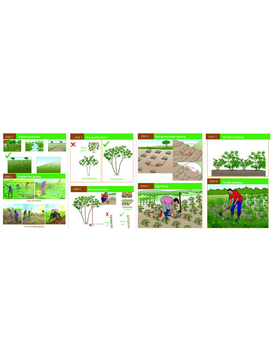 First page of Good Agronomic Practices (GAP): Cassava