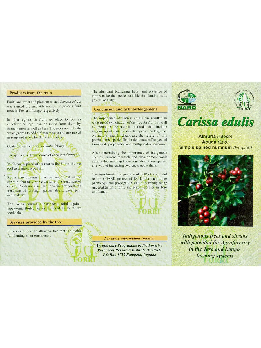 First page of Carissa Edulis