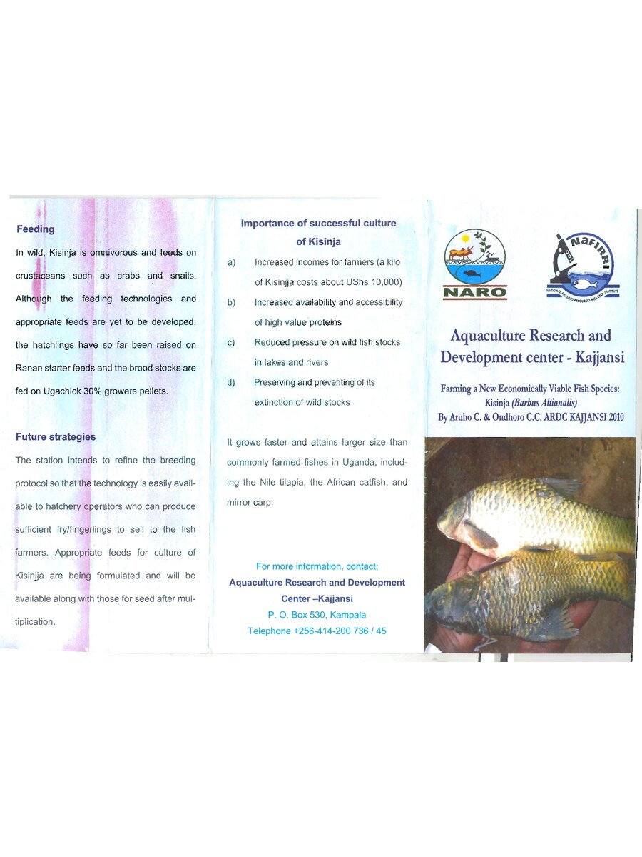 First page of Farming a New Economically Viable Fish Species: Kisinja (Barbus Altianalis)