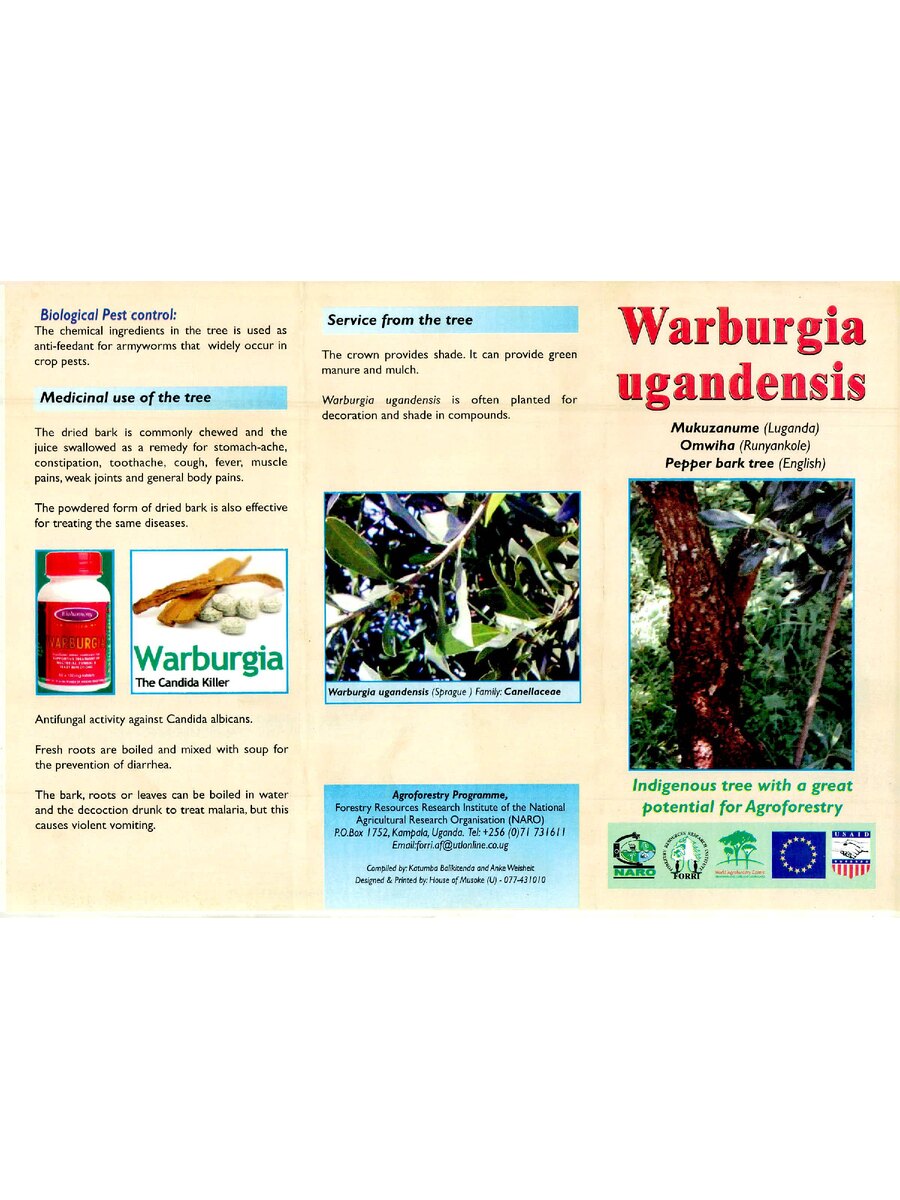 First page of Warburgia Ugandensis: Indigenous Tree with a Great Potential for Agroforestry