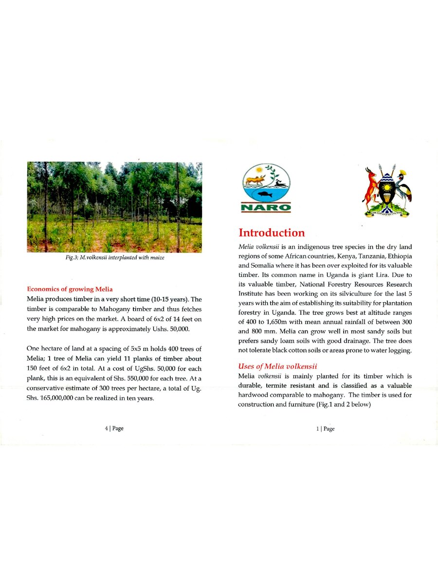First page of Melia Volkensii: Growing, Management and Economics