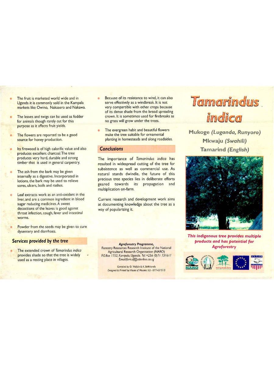 First page of Tamarindus Indica