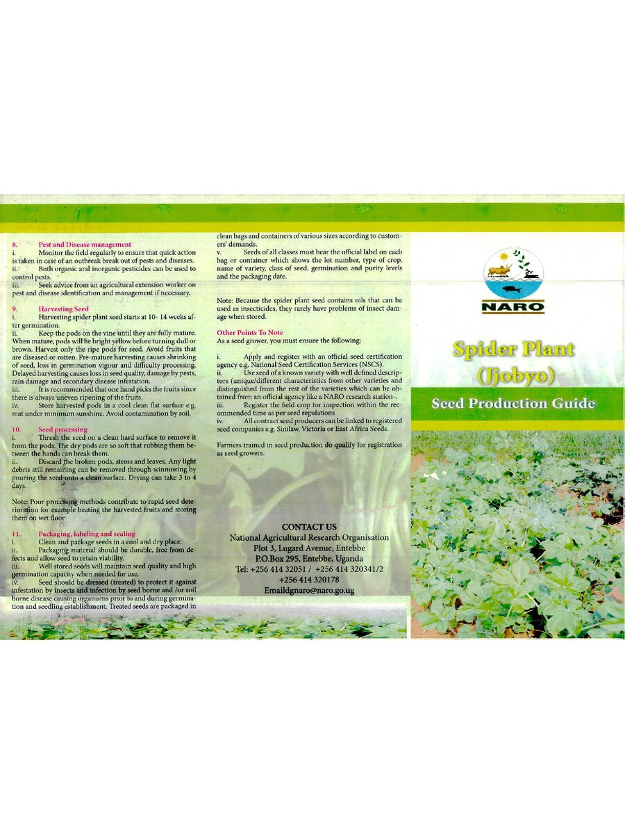 First page of Spider Plant (Jjobyo): Seed Production Guide