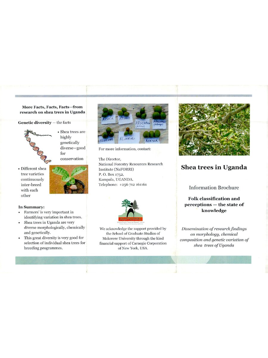 First page of Shea Trees in Uganda: Folk Classification and Perceptions- The State of Knowledge