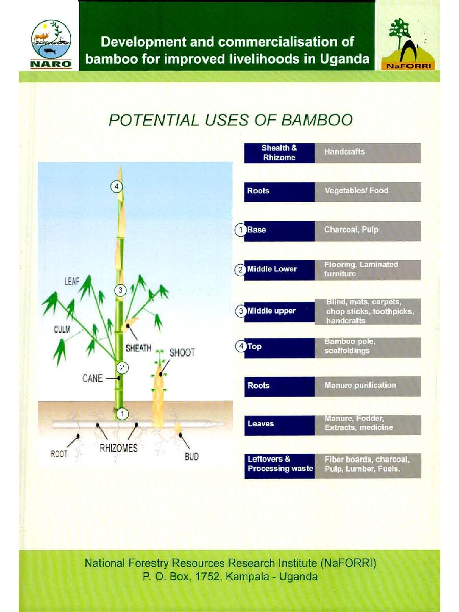 First page of Development and Commercialisation of Bamboo for Improved Livelihoods in Uganda: Potential Uses of Bamboo
